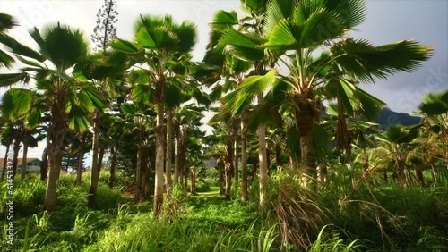 Wallpaper Mural Smooth, low drone shot of tropical trees Torontodigital.ca