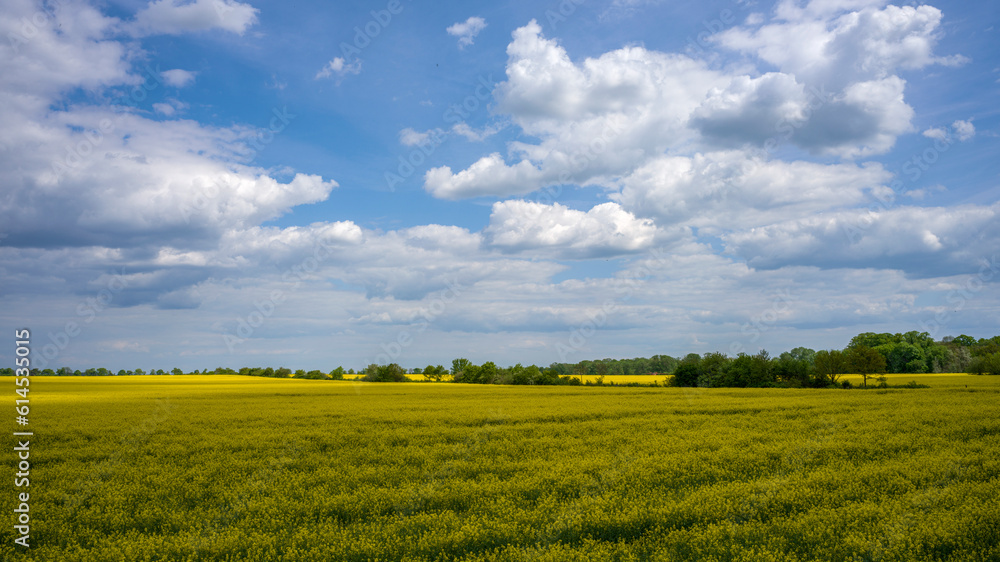 ein blühendes rapsfeld vor blauem himmel mit wolken ein blühendes rapsfeld vor blauem himmel mit wolken