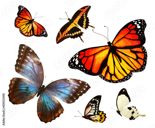 Color butterflies as set, isolated on white © suns07butterfly