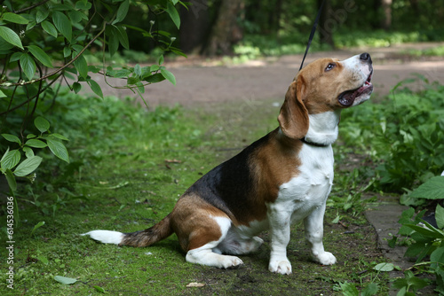 Quadro su tela beagle dog closeup portrait on green grass background