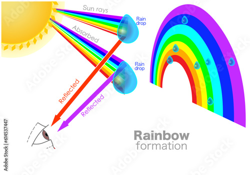 Rainbow formed. Multicolored arc made by light striking water droplets. Effect of ray hitting a raindrop. Phenomena, namely, reflection, refraction, dispersion of light. Red to violet gradual. Vector