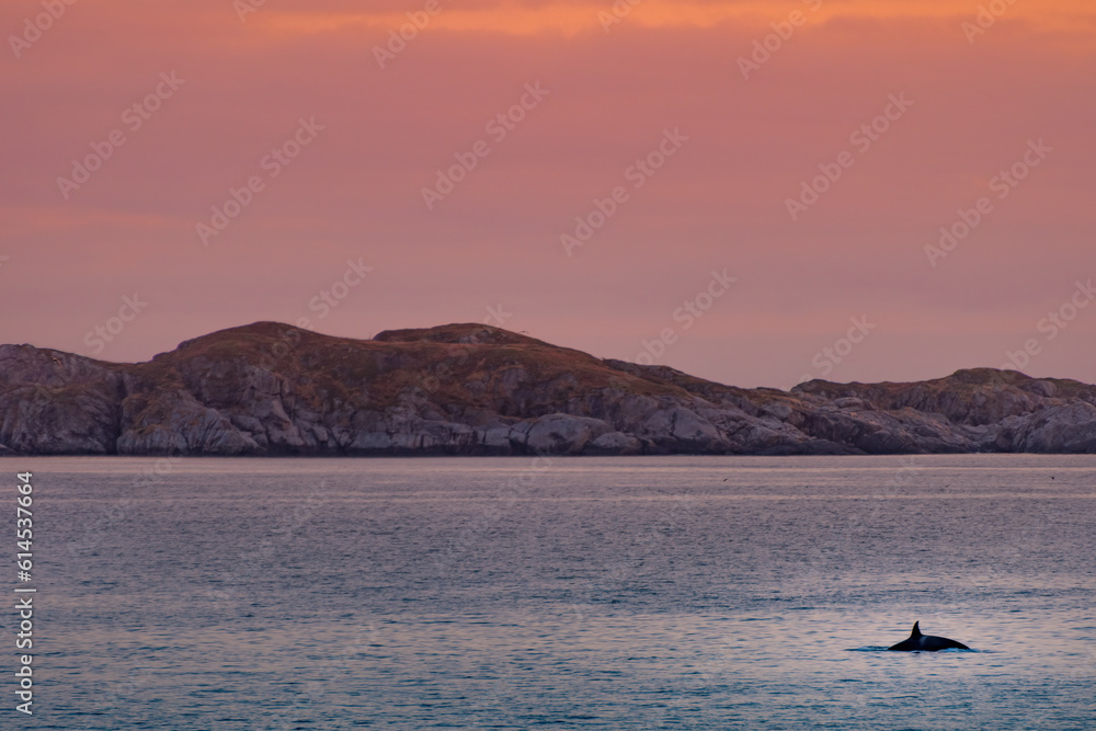 Wild killer whales in Lofoten islands, Norway