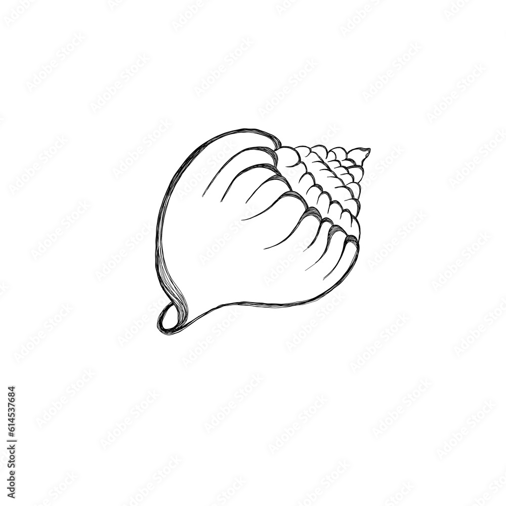 Line art illustration of a seashell. Shell tattoo idea. Hand drawn nautical engraving of nautical prints isolated on white background