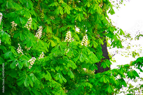 Branches of blooming chestnut. Horse chestnut, Aesculus hippocastanum, Conker tree.