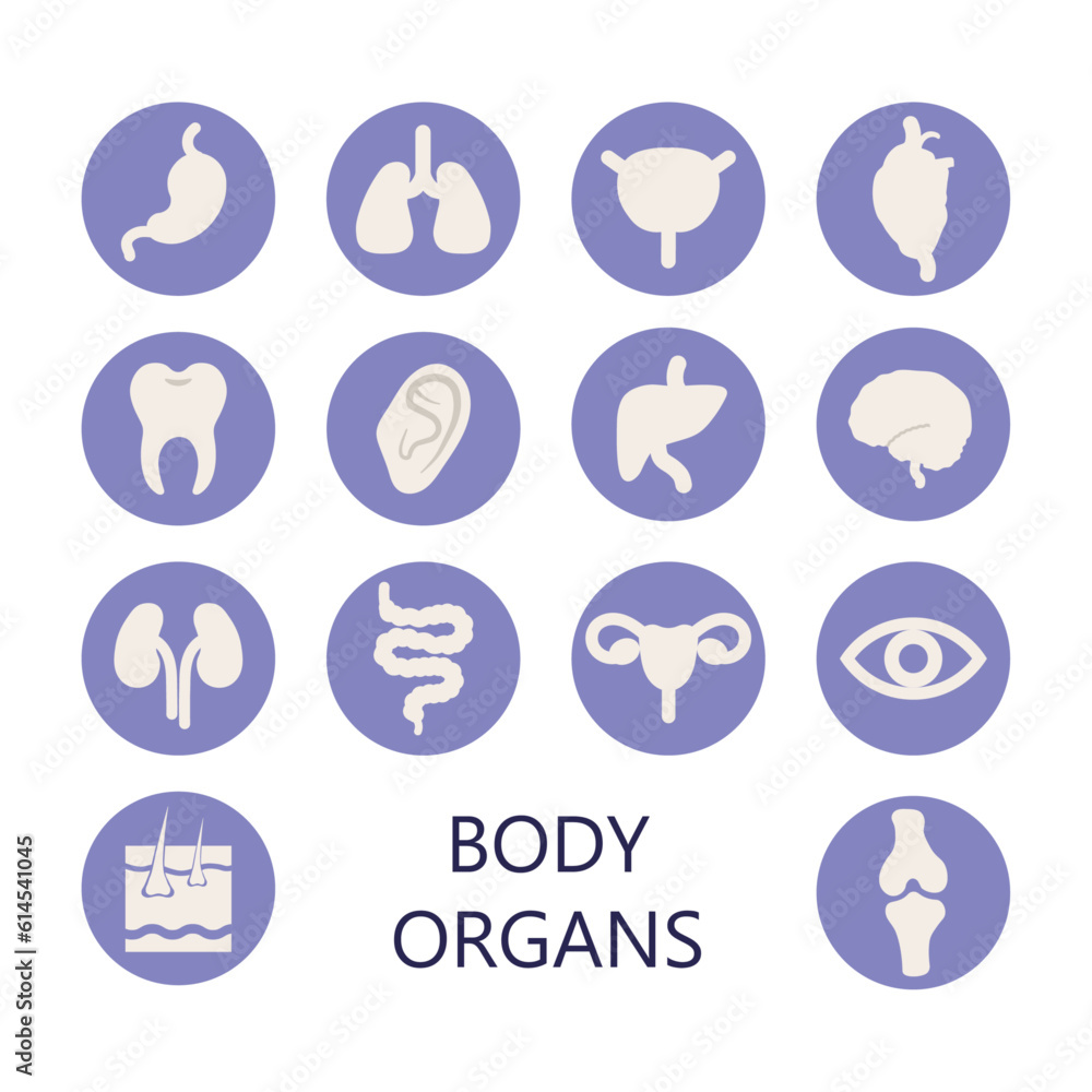 Vector icon set of human internal organs and body parts in flat style Vector icon set of human internal organs and body parts in flat style