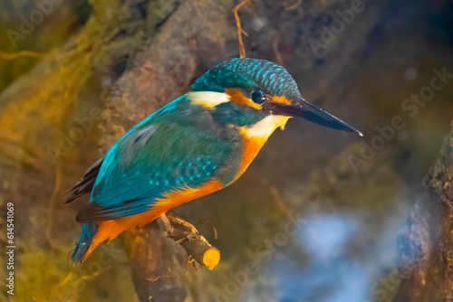Photos Detailed view of a stuffed birds with beautiful colors