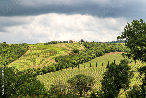 Wine production with ripe grapes before harvest in an old vineyard with winery in the tuscany wine growing area near Montepulciano, Italy Europe