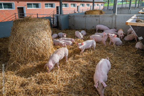 Mehr Tierwohl geht fast nicht, Ferkeln haben ein großräumiges Platzangebot sowohl im Innenbereich als auch im Bewegungsbereich, die Strohunterlage wird gerne durchwühlt. photo