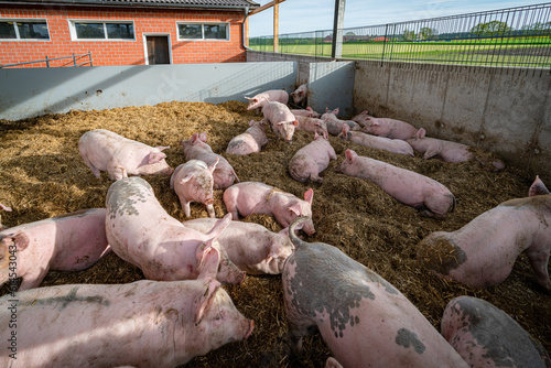 Mastschweine in einen Schweinestall der Haltungsstufe 4, liegend und dösend in ihrer Bucht im Außenbereich. photo