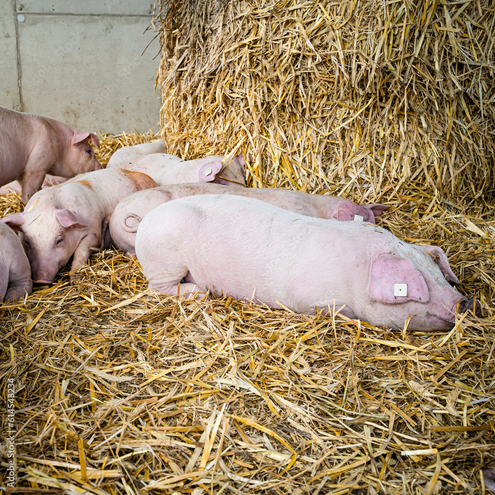 Mehr Tierwohl geht fast nicht, geräumigte Bucht mit Stroh eingesträut, Ferkel am wühlen, spielen und dösen. Mehr Tierwohl geht fast nicht, geräumigte Bucht mit Stroh eingesträut, Ferkel am wühlen, spielen und dösen.