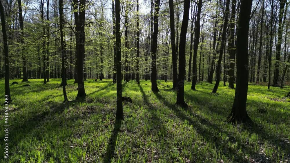 Moving up in spring forest. Trees with shadows and sunshine, green wood, 4k Moving up in spring forest. Trees with shadows and sunshine, green wood, 4k