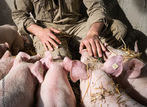 Landwirt hockt in einer Bewegungsbucht mit Stroh und spielt mit den Ferkeln. photo