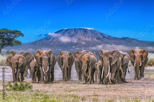 Elephant Parade Across Amboseli Plain with Mt. Kilimanjaro in Background photo