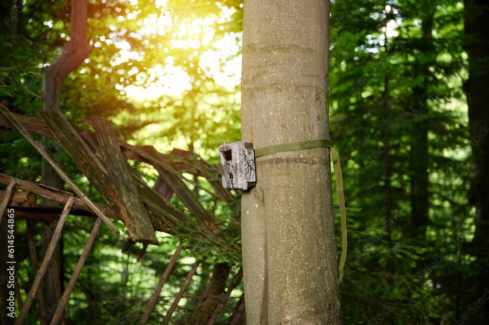 Hunter sets a trail camera on a tree in the forest. Trail cameras are often used by hunters for automatic photography or video shooting of wildlife in the forest. Hunter sets a trail camera on a tree in the forest. Trail cameras are often used by hunters for automatic photography or video shooting of wildlife in the forest.