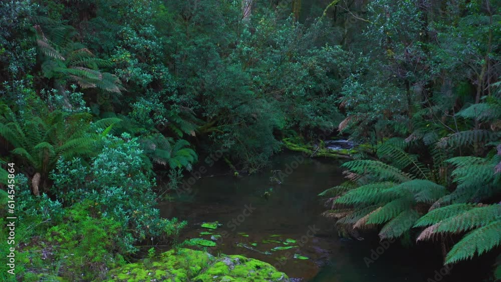 Australia wildlife nature. Otways scenic rainforest and Hopetoun falls Australia wildlife nature. Otways scenic rainforest and Hopetoun falls