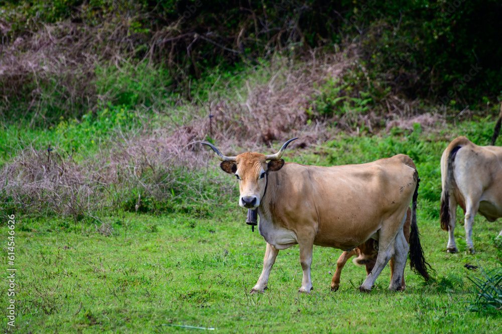 Brown Asturian cows grazing on pasture, Picos de Europe, Asturias, Spain Brown Asturian cows grazing on pasture, Picos de Europe, Asturias, Spain