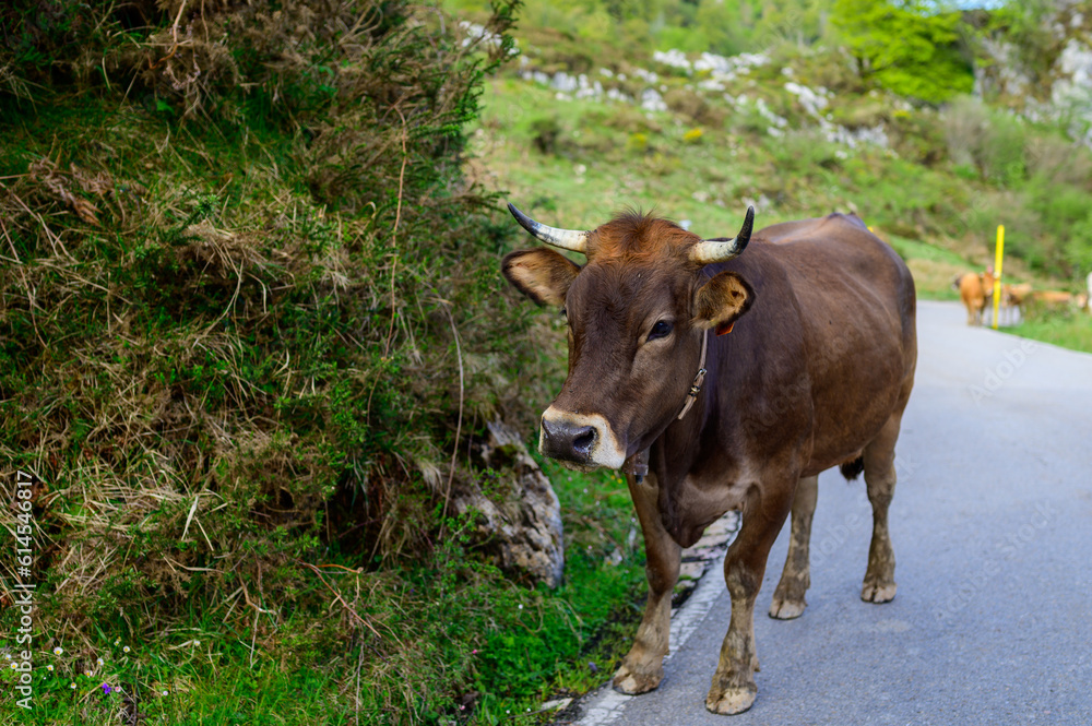 Brown Asturian cows, herd of cows is carried to new pasture on mountain road, Picos de Europe, Los Arenas, Asturias, Spain Brown Asturian cows, herd of cows is carried to new pasture on mountain road, Picos de Europe, Los Arenas, Asturias, Spain