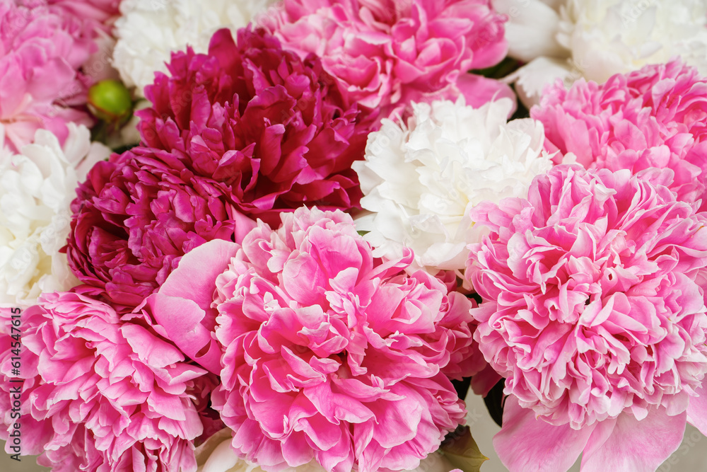 Pink and white peony flowers close up background. Wallpaper, backdrop, banner, header copy space Pink and white peony flowers close up background. Wallpaper, backdrop, banner, header copy space