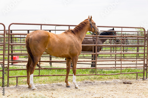 A chestnut gelding standing by the fence in a round pen with a bay horse in the background.