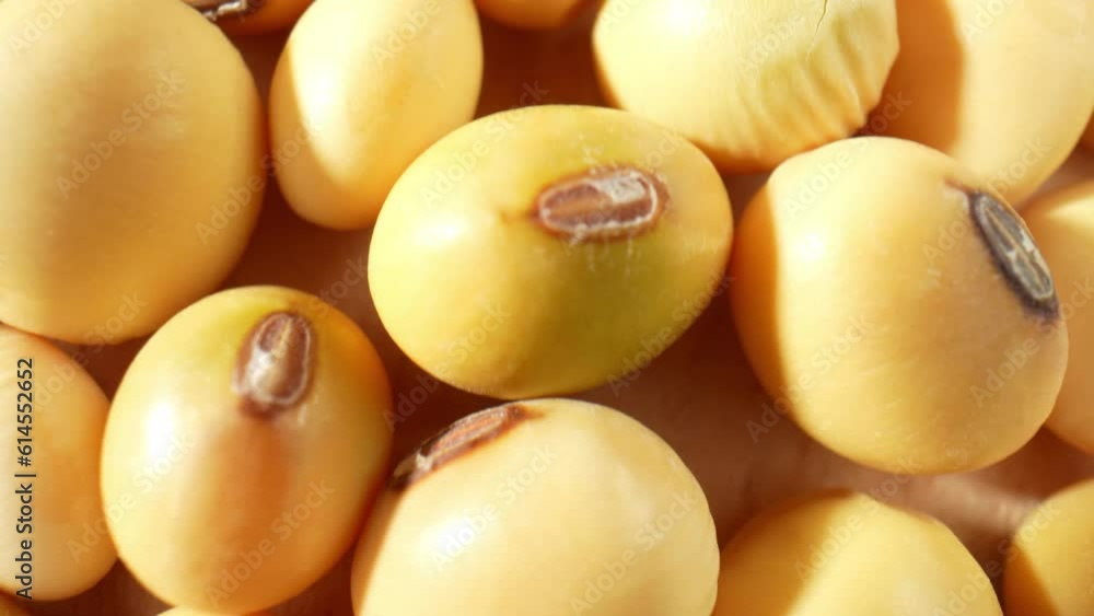 Captivating macro video of soybeans with probe lens. Witness the intricate textures, vibrant colors, and mesmerizing details up close. Food and grain concept
Captivating macro video of soybeans with probe lens. Witness the intricate textures, vibrant colors, and mesmerizing details up close. Food and grain concept