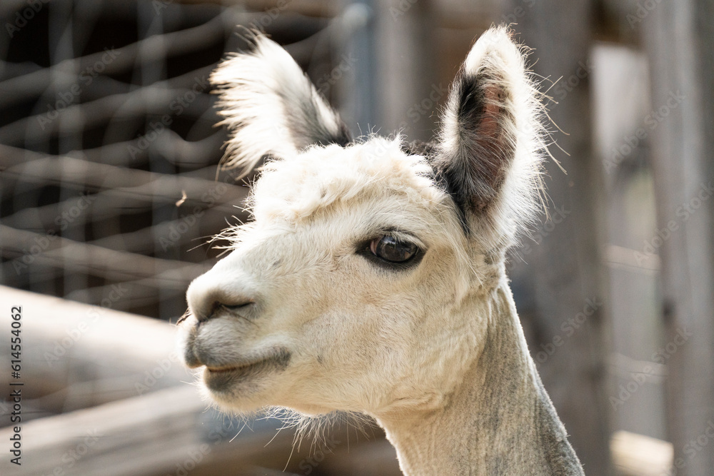 Obraz premium Weißes Alpaka 