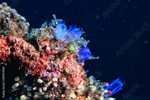 Fototapeta Naklejka Na Ścianę i Meble -  ascidia underwater wildlife animal tropical sea