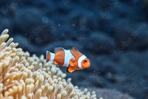 Fototapeta Naklejka Na Ścianę i Meble -  clown fish on an anemone underwater reef in the tropical ocean