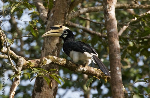 Great hornbill perched on a tree branch, Borneo, Malaysia 