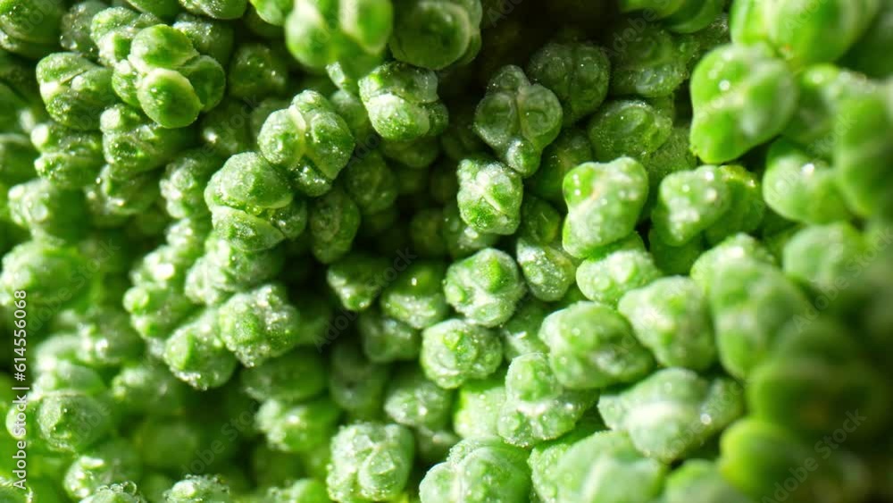 Captivating macro video of broccoli through a probe lens reveals intricate details: vibrant green florets, fractal patterns, and mesmerizing textures. Nature's artistry showcased in a single frame.
Captivating macro video of broccoli through a probe lens reveals intricate details: vibrant green florets, fractal patterns, and mesmerizing textures. Nature's artistry showcased in a single frame.