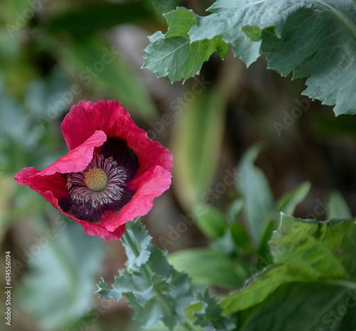 Pink poppy flower on the field close up. Pink opium poppy flower or Papaver Somniferum blooming photo