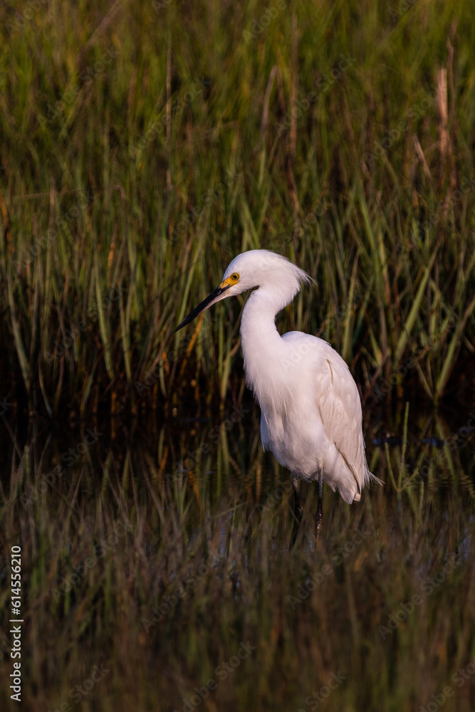 Snowy Egret with Dark Background Snowy Egret with Dark Background
