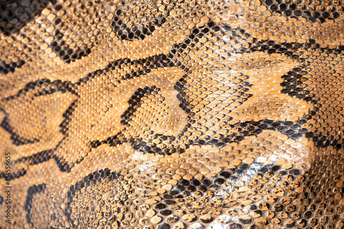 Real genuine python snake skin background, exotic animals confiscated by border by custom, banned from entry into Europe photo