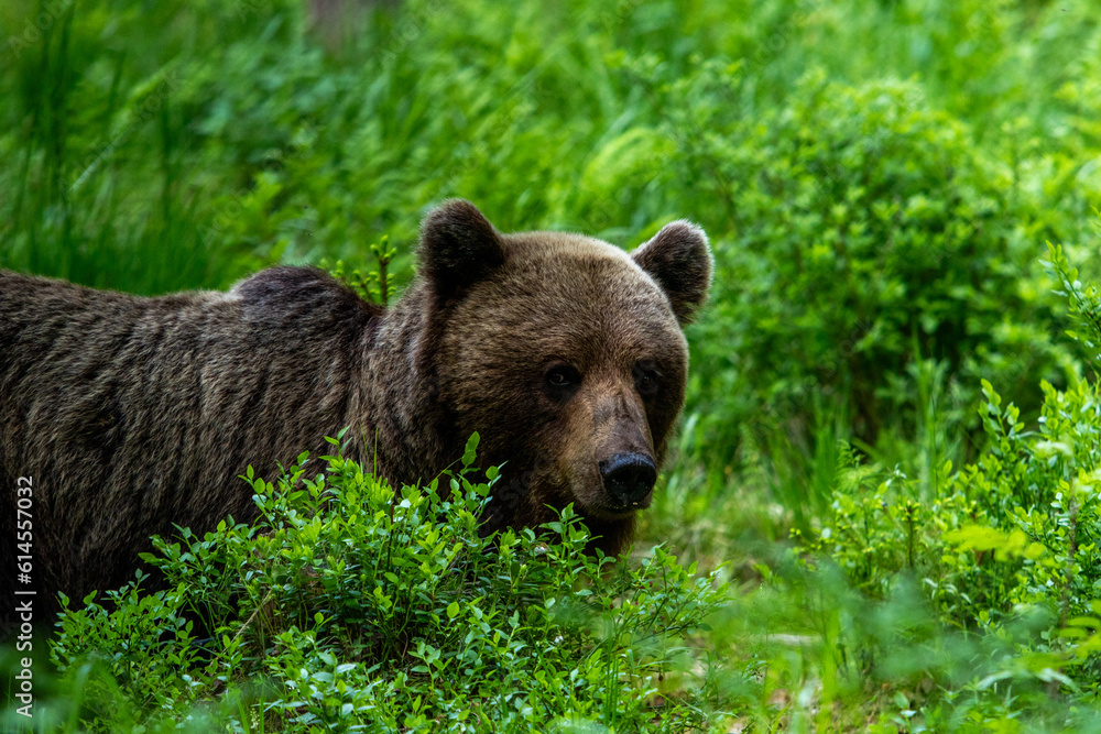 A lone wild brown bear also known as a grizzly bear (Ursus arctos) in an Estonia forest, walking through the bushes and shrubs or the forest floor whilst looking at the camera A lone wild brown bear also known as a grizzly bear (Ursus arctos) in an Estonia forest, walking through the bushes and shrubs or the forest floor whilst looking at the camera