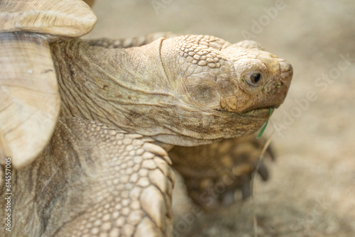 Schildkröte Gesicht 