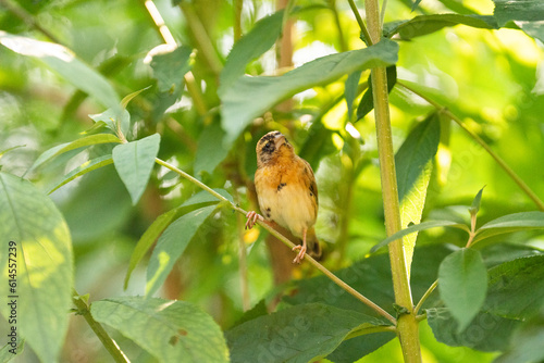 Tropischer kleiner vogel  © Daniel