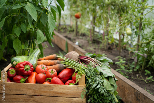 The harvested crop of organic vegetables in a wooden box stands in the greenhouse, a place for text