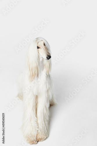 Image of purebred, beautiful Afghan Hound dog sitting and attentively looking against white studio background. Concept of animal, dog life, care, beauty, vet, domestic pet. Copy space for ad