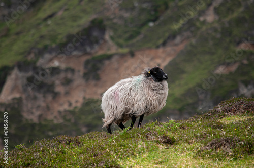 Fotografija Mayo blackface mountain sheep