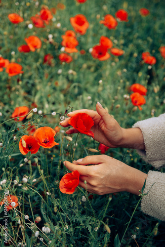person holding a poppy in the field © Anna