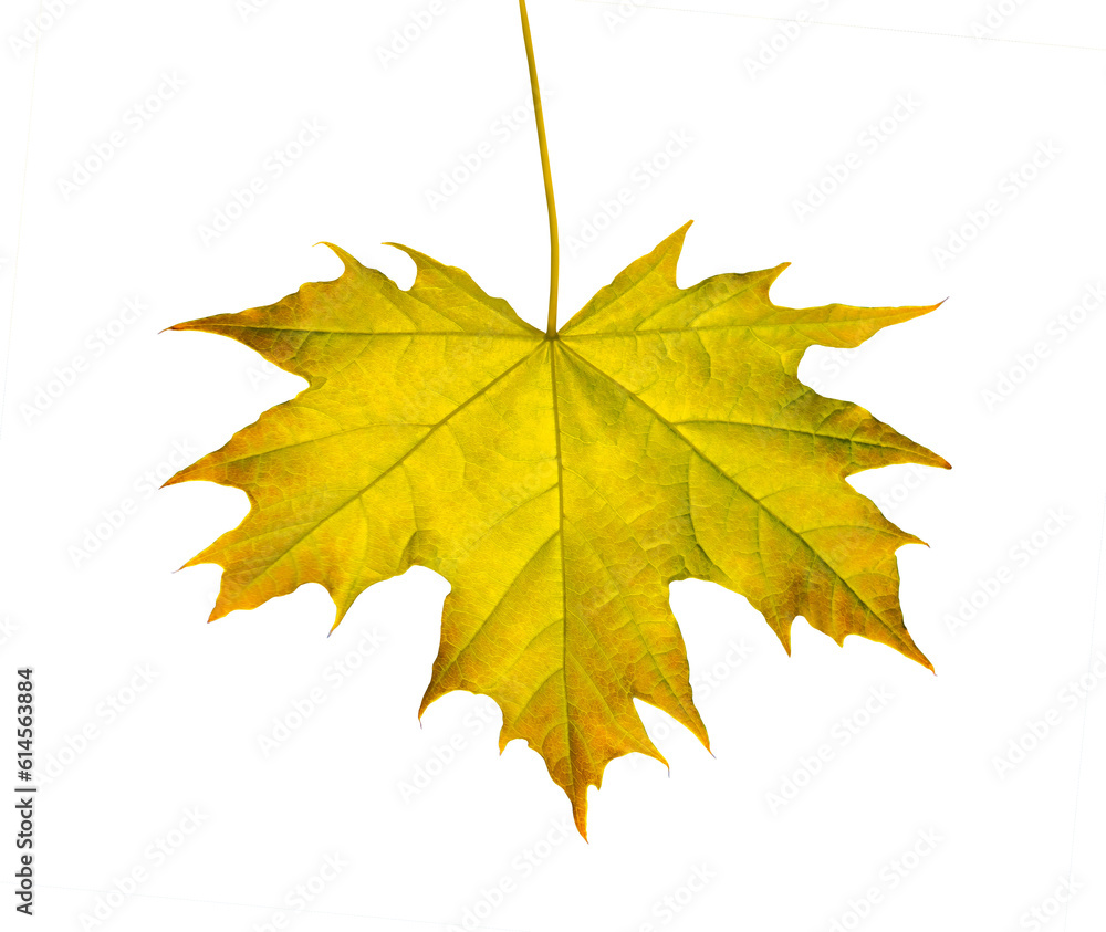 Yellow Maple leaf as an autumn symbol Isolated on transparent background. Design object with clipping path Yellow Maple leaf as an autumn symbol Isolated on transparent background. Design object with clipping path