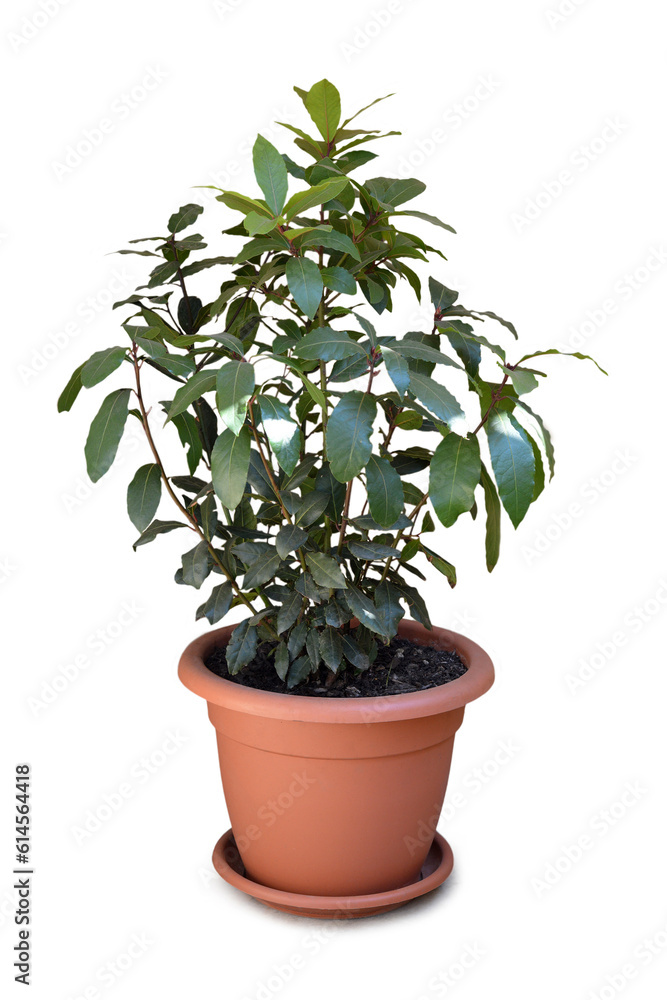 Potted bay tree isolated on white background