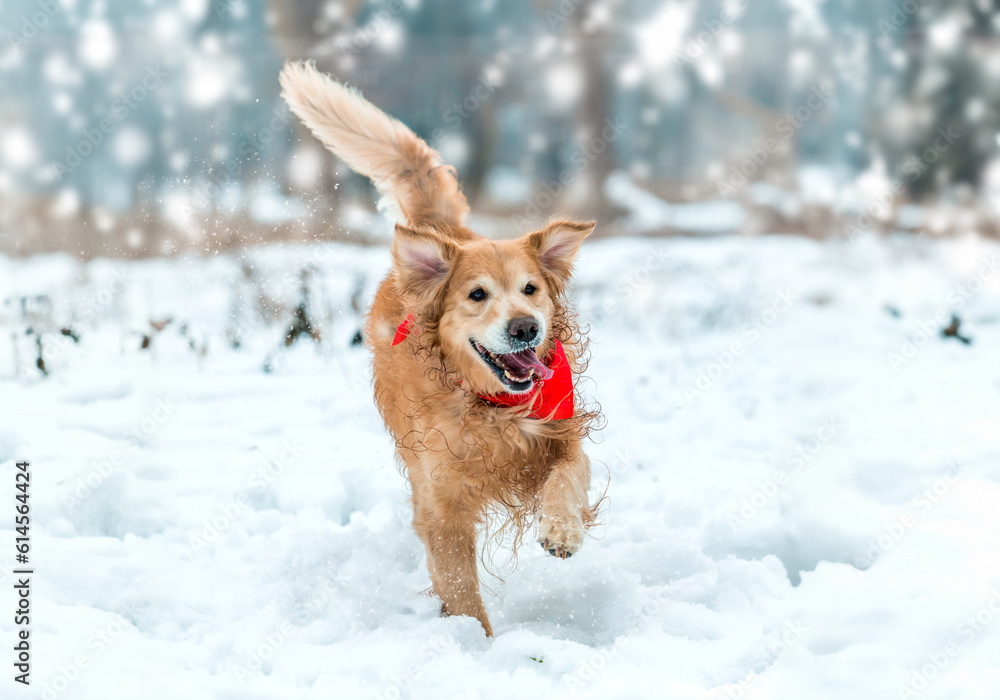 friendly active retriever walk at the snow friendly active retriever walk at the snow
