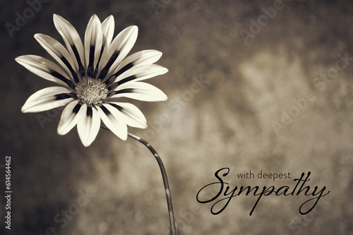 Quadro em tela Sympathy card with gazania flower