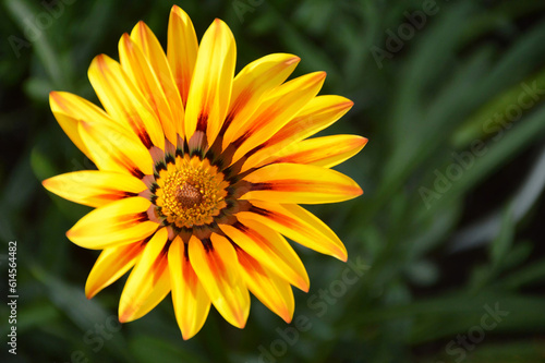  Top view of  Gazania flower