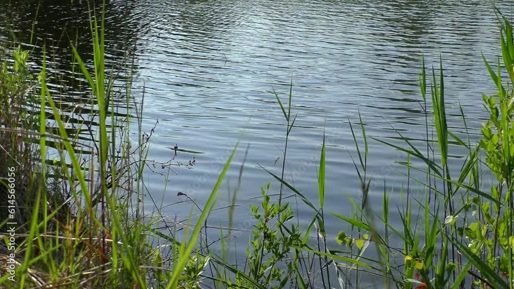 The shore of the lake with vegetation. Beautiful nature of plants in a moment. The shore of the lake with vegetation. Beautiful nature of plants in a moment.