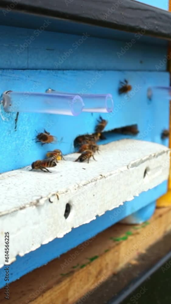 Laborious bees are flying at a blue beehive hole on a sunny day in summer Laborious bees are flying at a blue beehive hole on a sunny day in summer