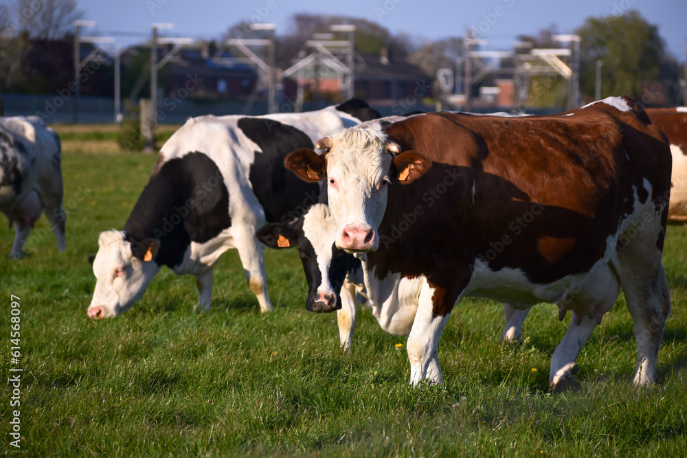 Cows in farm field,cow in the pasture,cows watching Cows in farm field,cow in the pasture,cows watching