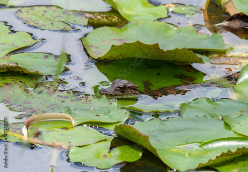 baby spectacled caiman sitting on a lily pad in a lagoon photo