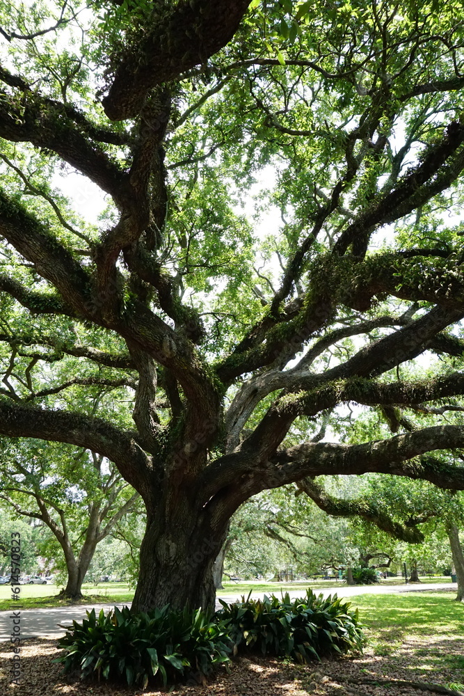 Gorgeous scenery at a local park in New Orleans on a summer day. Gorgeous scenery at a local park in New Orleans on a summer day.