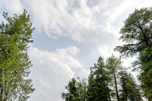 A view of the pine trees and white clouds in the sky in Nathia Gali  Abbottabad  Pakistan.